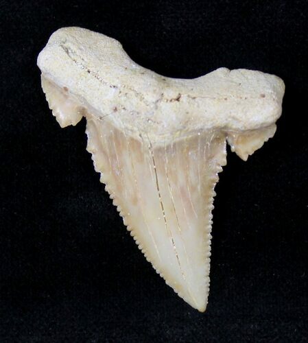 Beautiful Palaeocarcharodon Fossil Shark Tooth - #19786